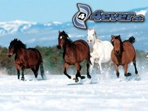 [obrazky.4ever.sk] kon, sneh, les 1775377.jpg