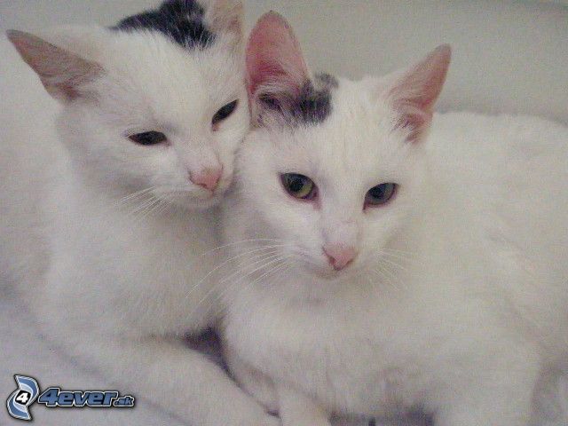 [obrazky.4ever.sk] par, laaska, tulenie 8417764.jpg