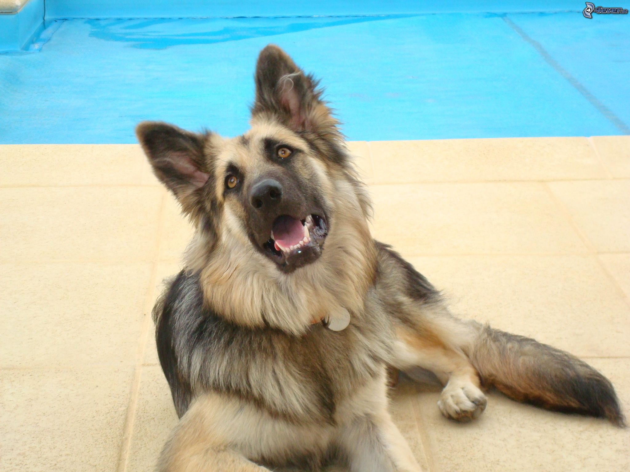 [obrazky.4ever.sk] pes, bazen 1195940.jpg