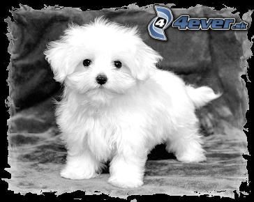 [obrazky.4ever.sk] pes, biely 7579954.jpg