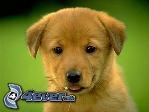 [obrazky.4ever.sk] psicek, pes 3569279.jpg