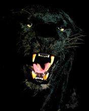 [obrazky.4ever.sk] Puma 8884798.jpg