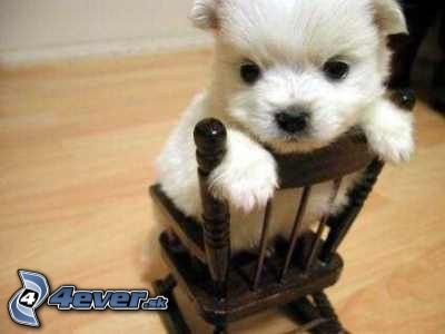 [obrazky.4ever.sk] stena, kreslo 1792265.jpg