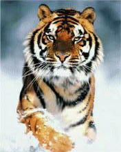 [obrazky.4ever.sk] tiger 9678268.jpg