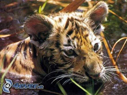 [obrazky.4ever.sk] tigrica 6848104.jpg